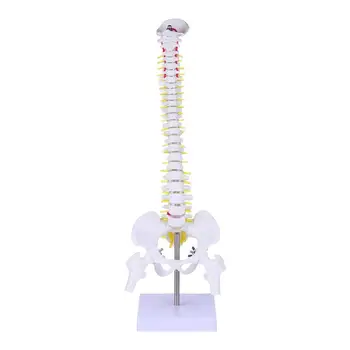 1 бр. Модел на гръбначния стълб, Компактен практичен модел анатомия на гръбначния стълб, модел на гръбначния стълб, модел на опашната кост, модел на таза за училищната медицинска болница