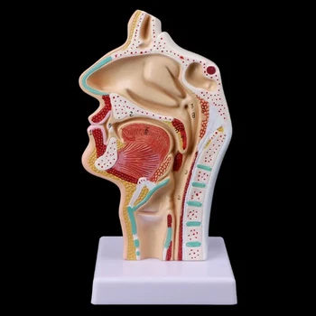 Модели на главата на човек Анатомическая кухината на носа Анатомия на гърлото Медицинска модел Инструмент за обучение на възрастни Медицински Подпори Научен Череп