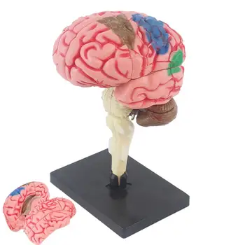 Модел Анатомия на мозъка Анатомическая Модел С Базов Дисплей С цветови кодове За Определяне на Функциите на мозъка Обучение Анатомическая Модел За 