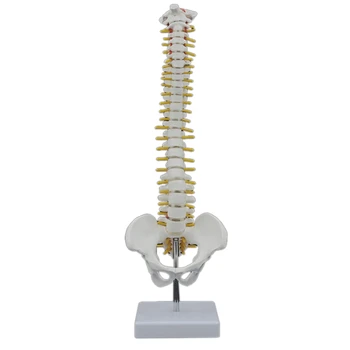 45 см Човешкия гръбначен стълб с модела на таза Анатомическая анатомия на човека Модел на гръбначния стълб Модел на гръбначния стълб + Гъвкава поставка