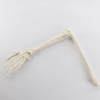 Модел на костите на човек в мащаб 1: 1, а за Възрастни ръка горната част на крайниците, костно костите на ръцете и на лъчева кост, за да проверите за студенти и хиропрактиков
