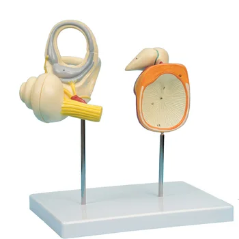 увеличена тъпанчето на вътрешното ухо с размер 23x18x28 см, слухови семките и охлюв, медицинска технология анатомическая модел