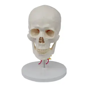 1: 1 Човешки череп с шейным позвонком, 7 Части на шийния прешлен; Анатомическая модел на костен шев за демонстрация на подбрани теми