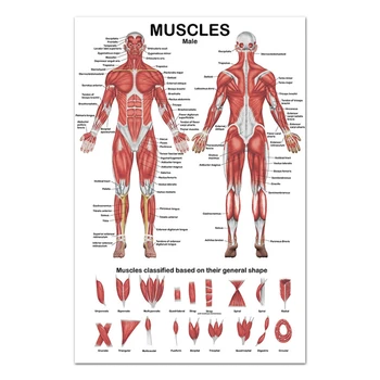 Анатомический плакат с анатомията на мускулната система на човека премиум-клас, напълно ясен за студенти-клиницисти, медицински сестри, изучаващи лекар