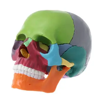 15 бр./компл., Цветна анатомическая модел на черепа в разглобено формата на Подвижни медицински консумативи